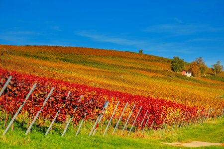 Slope wine wine region