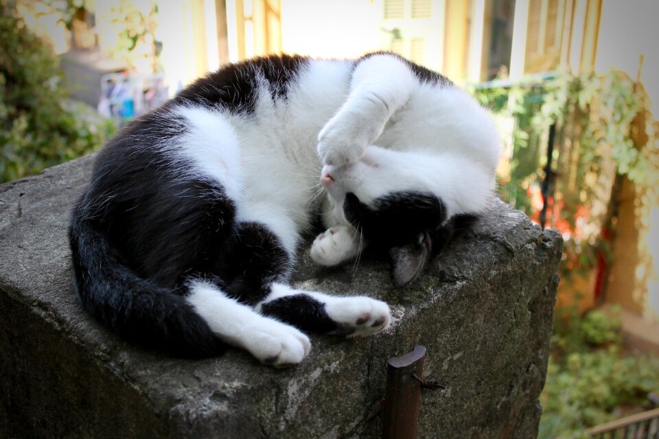 Black and white black white