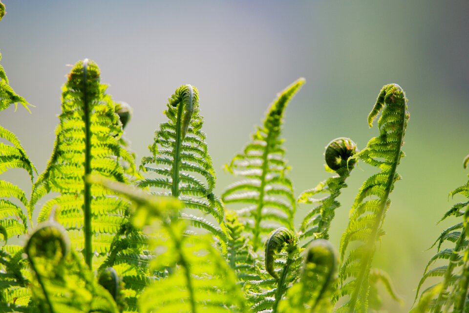Nature growth fiddlehead