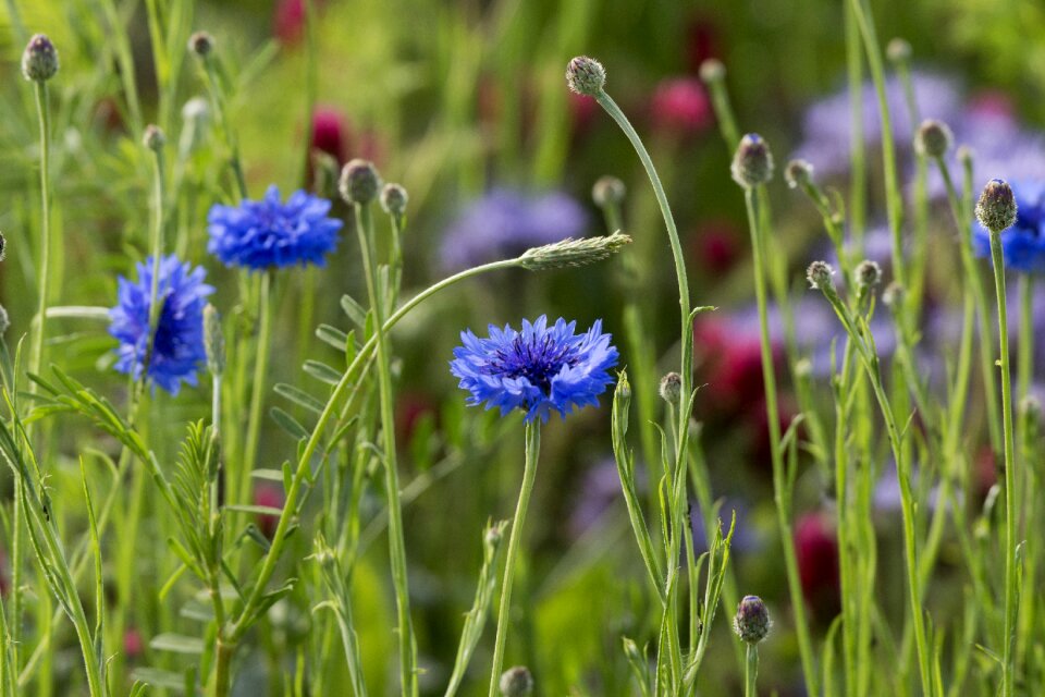 Cornflower wild flower meadow
