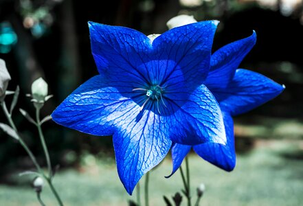Blossom bloom blue photo