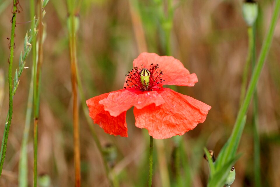 Field nature spring-flowering