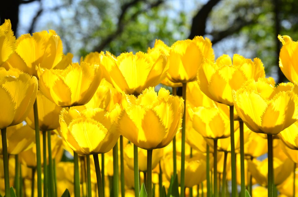 Festival plants flowers