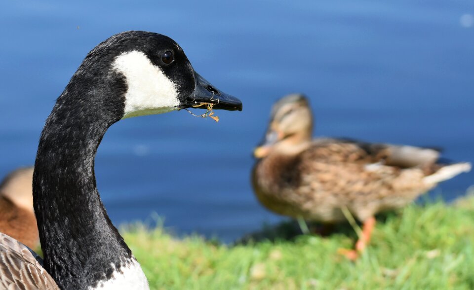 Nature water bird animals