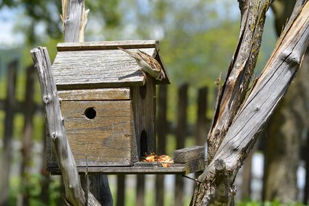 Birds cage natural animal