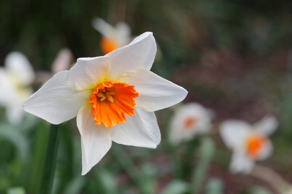 Spring flower easter
