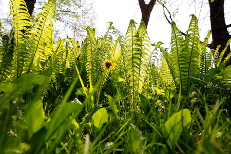 Summer fern growth photo