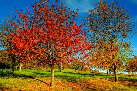 Landscape autumn colours emerge photo