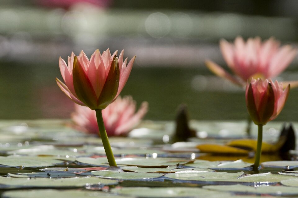 Mannheim pond flower flora