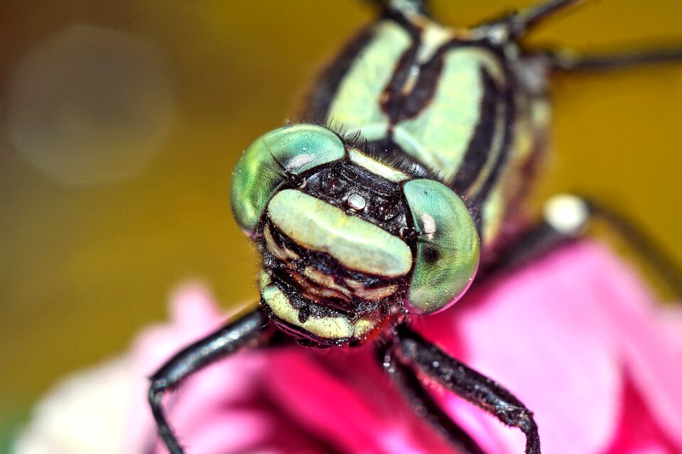 Dragonfly greens dragonflies nature