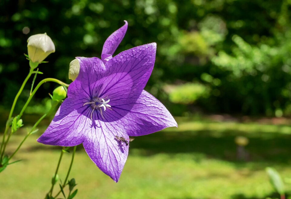 Bloom purple blossomed