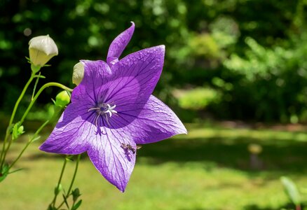 Bloom purple blossomed photo