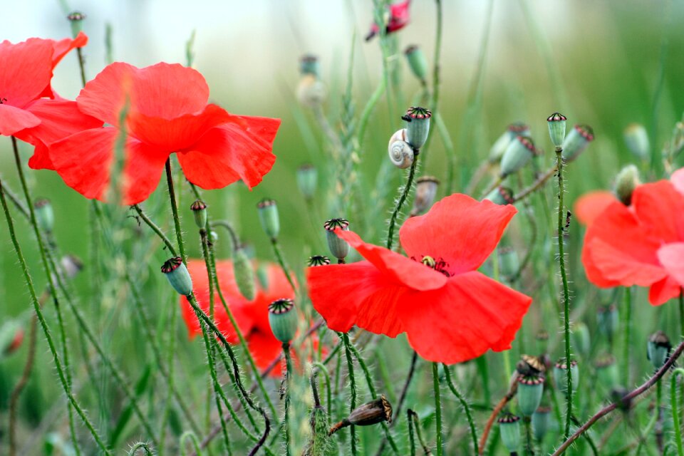 Spring flower nature