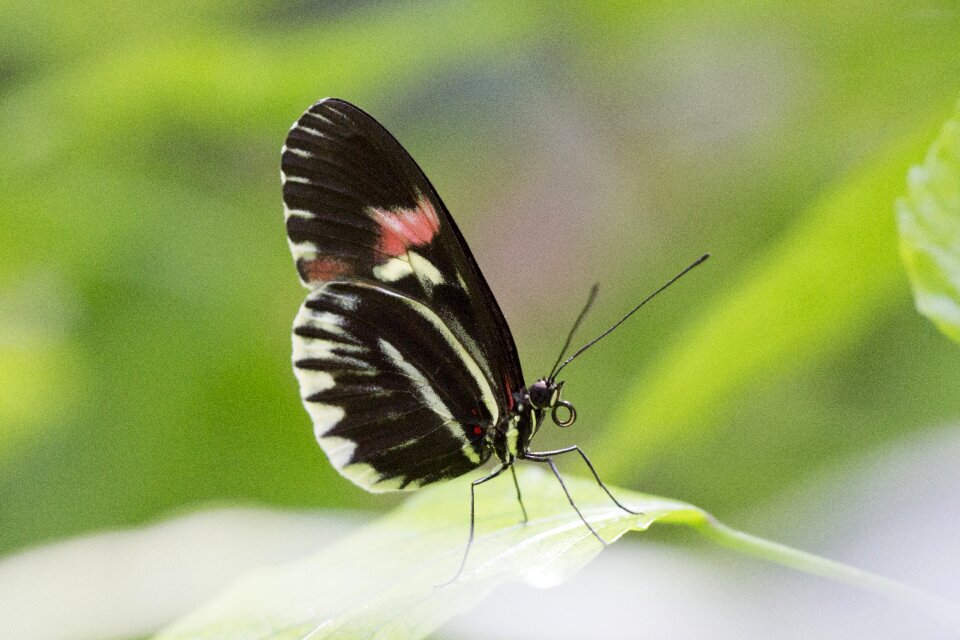 Mannheim insect nature