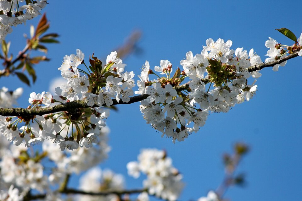 Flowers fruit tree spring