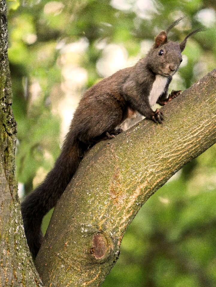 Verifiable kitten black squirrel attention