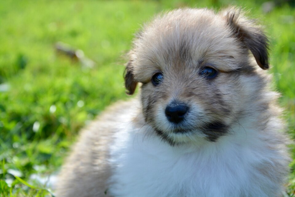 Puppies portrait adorable dog