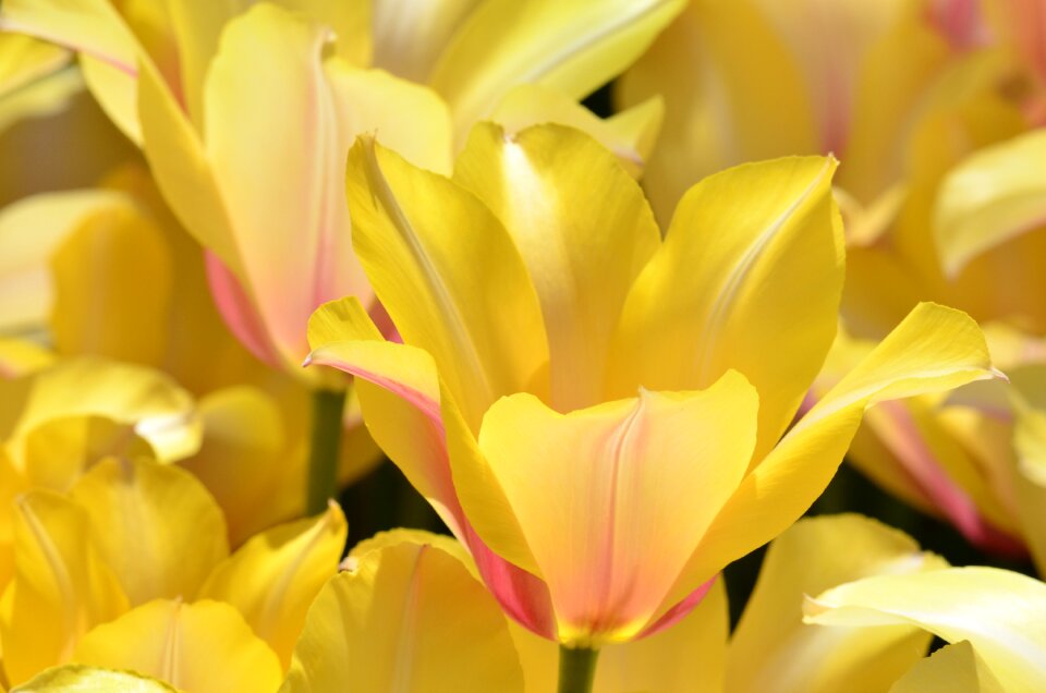 Festival plants flowers
