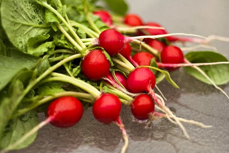 Gardening vegetables fresh