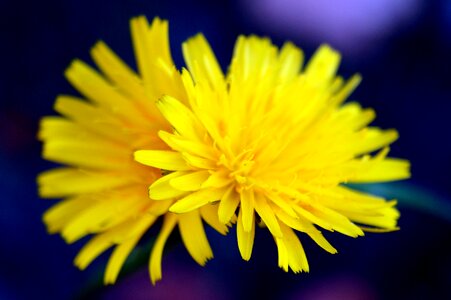 Flowers plant motive