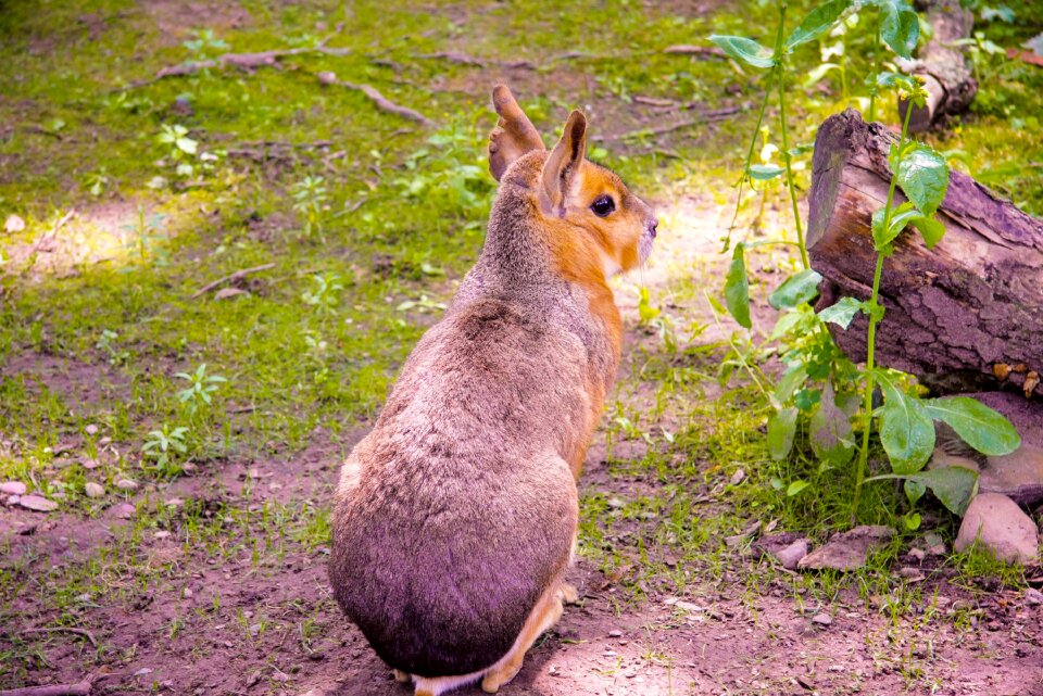 Safari furry wildlife