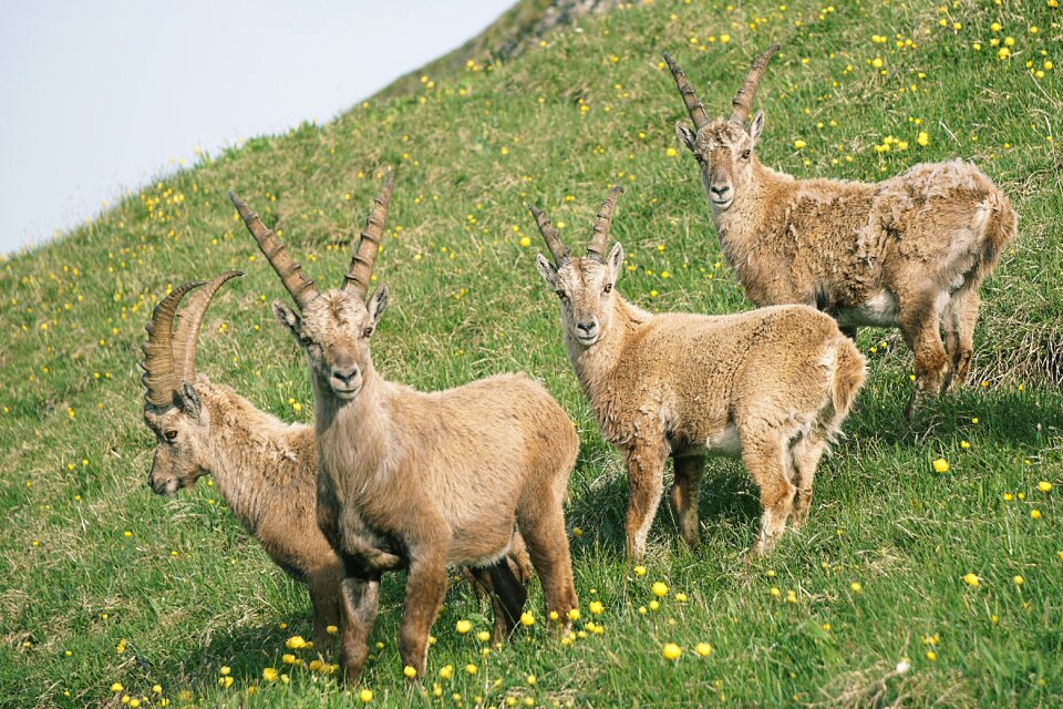 Capricorn mountains nature