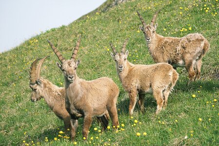 Capricorn mountains nature