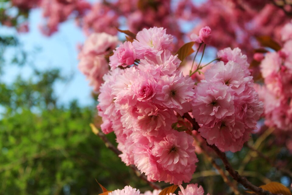 Tree branch garden photo