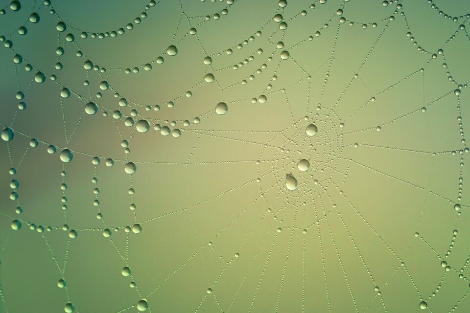 Mirroring green dew