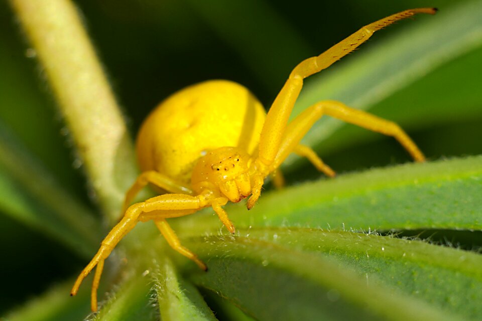Macro insect nature