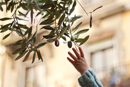 Branch spain spanish