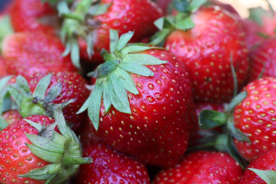 Fruits nature plant