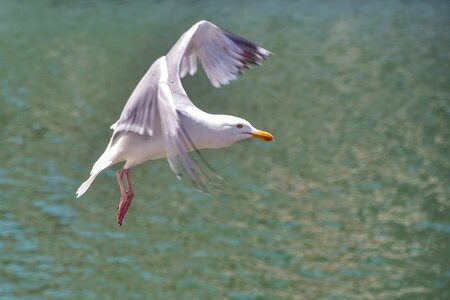 Bird fly seagull photo