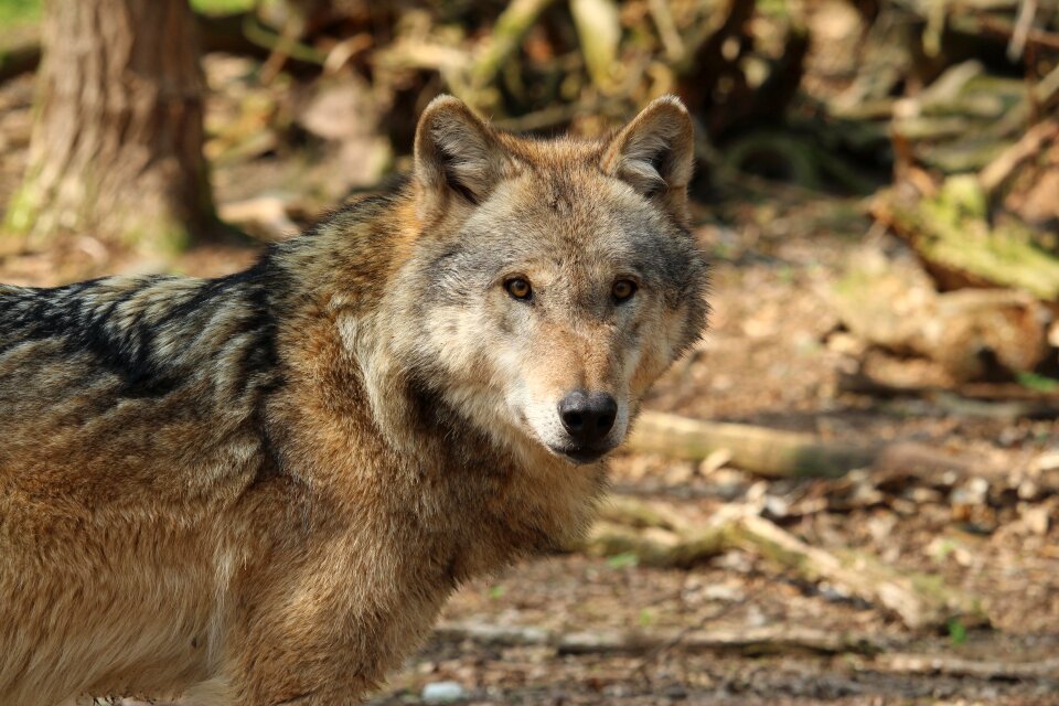 Animal wild carnivores