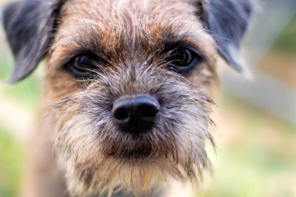 Terrier animal fur