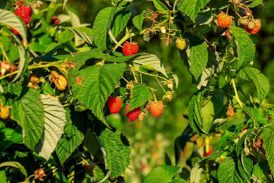 Ripe immature fruits
