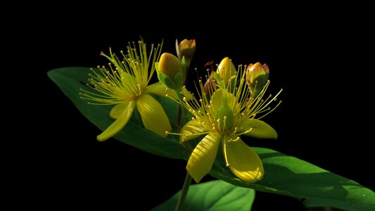 Lemon johnannis herb close up plant