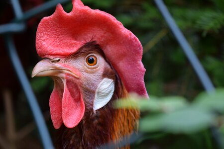 Hen poultry chickens