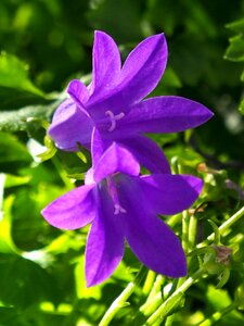 Flowers garden violet