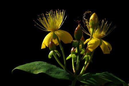 Lemon johnannis herb close up plant