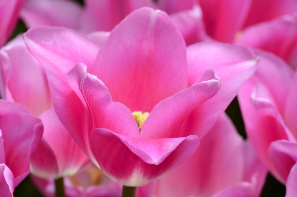 Festival plants flowers