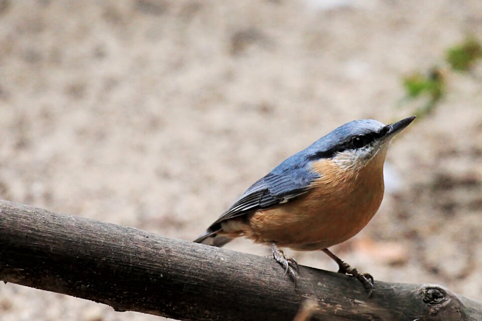 Songbird nature garden