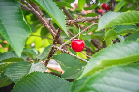 Fruity delicious summer