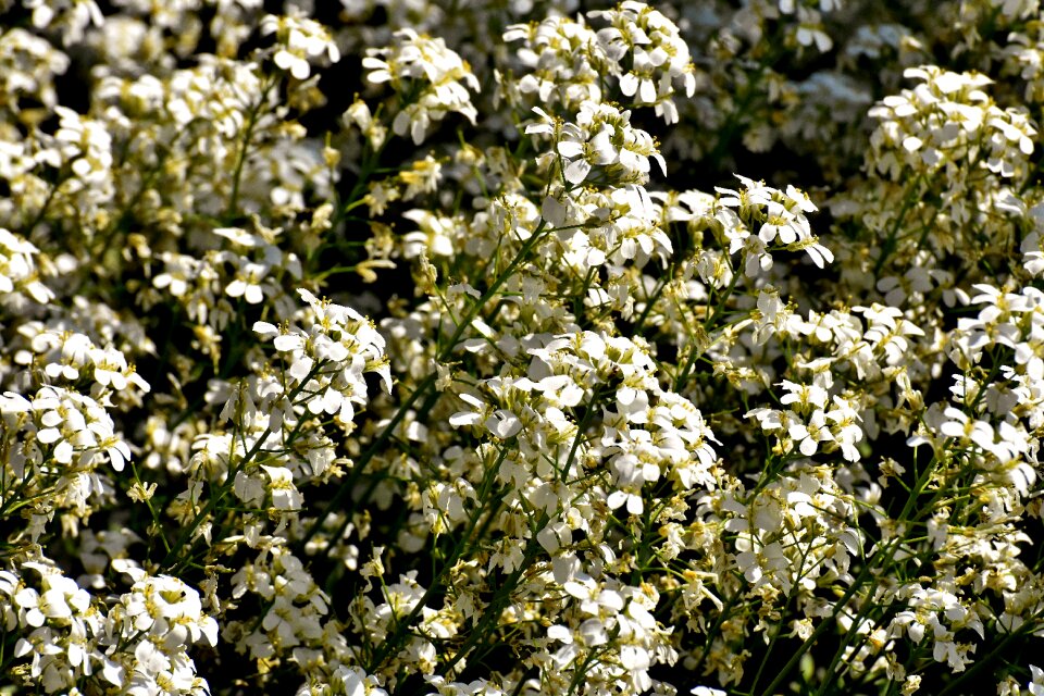 Nature plant summer