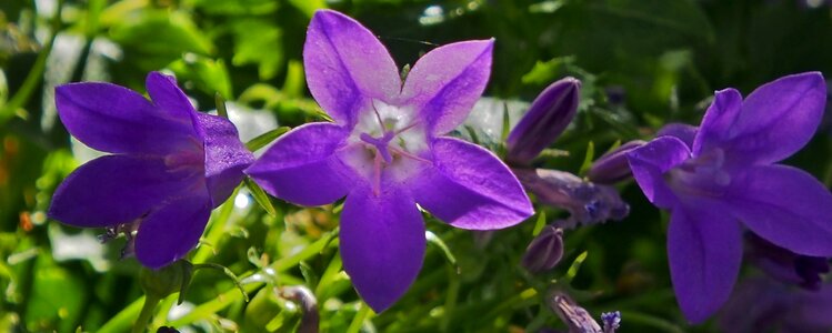 Flowers garden violet