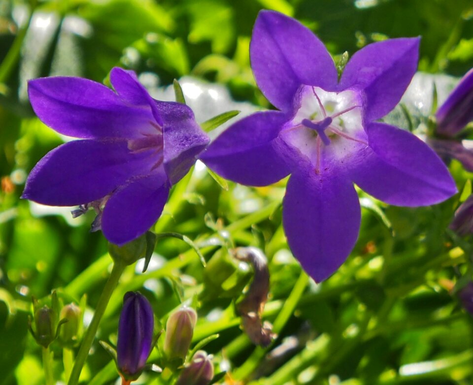 Flowers garden violet