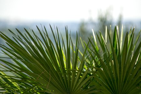 Nature green palma