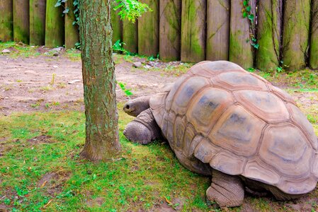 Tortoise slowly panzer photo