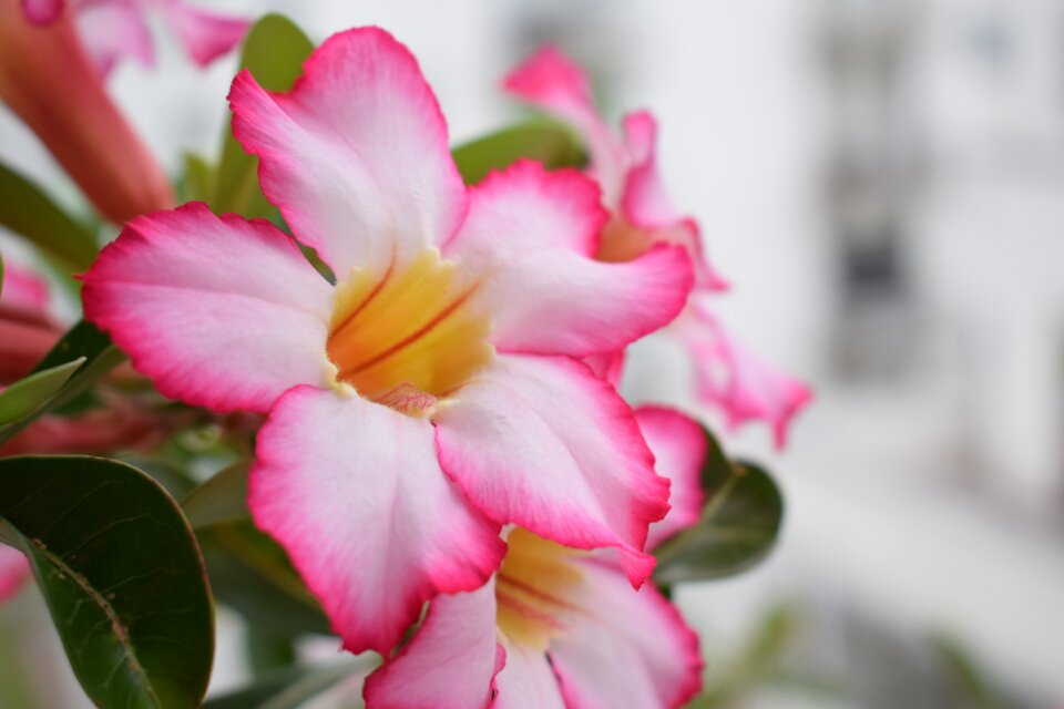 Colombia flowers petals