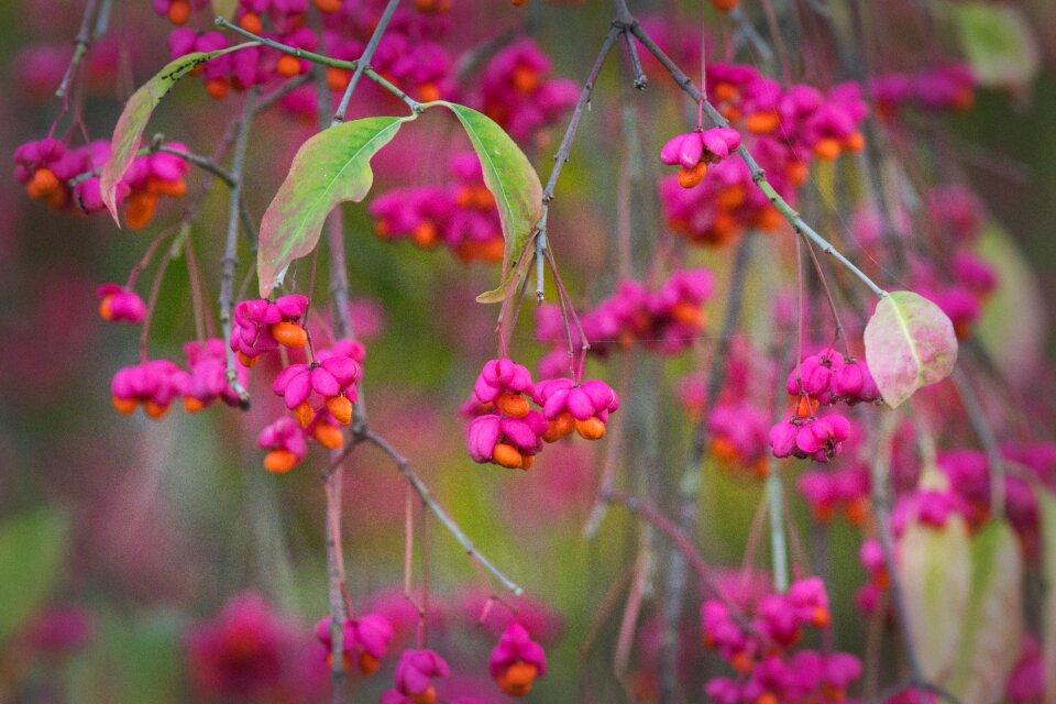 Fruits bright berries
